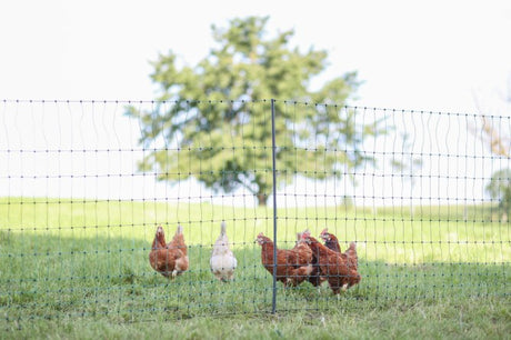 Ako producten poultrynet premium niet elektrificeerbaar 50m enkele pen