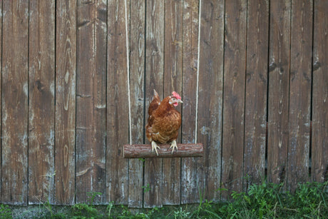 Kerbl products balançoire poulet 39 x 5 cm