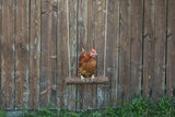 Balançoire poulet Kerbl 39 x %c3%b8 5cm