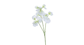 Lathyrus l68cm wit