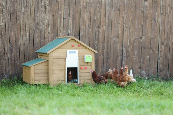 Kit porte poulet automatique 30x40cm