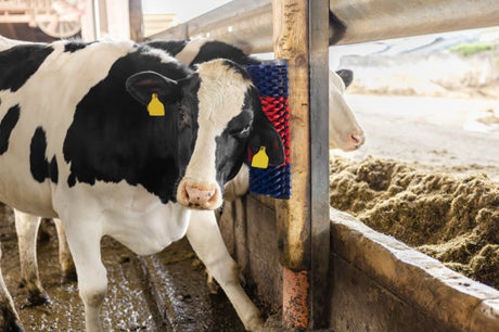 Produits brosse à vaches demi-circulaire brosse à bovins bleu rouge xl