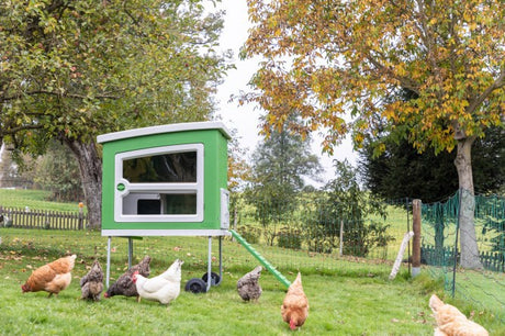 Poulailler en plastique Abi mobilecoop