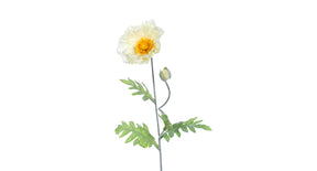 Papaver l74cm creme
