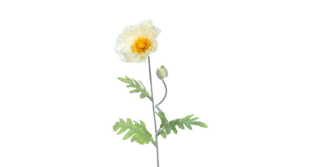 Papaver l74cm creme
