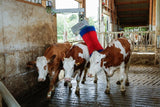 Brosse à vache Happycow maxiswing