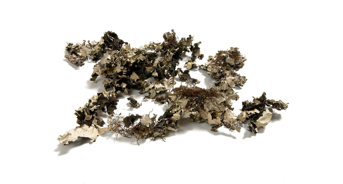 Korstmos 'black moss' 250g naturel