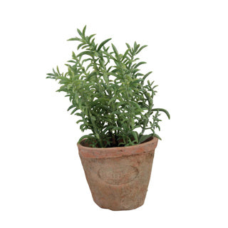 Thym design Esschert dans un pot en terre cuite vieillie | 3 pièces