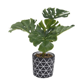 Plante de 32 cm de haut dans un pot en ciment | 2 pièces