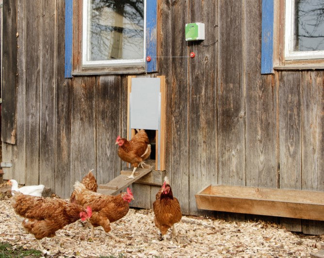 Kit porte poulet automatique 30x40cm