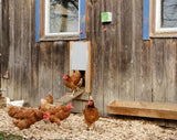 Ensemble porte poulet automatique 30x40cm