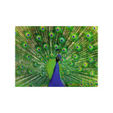 Ravensburger puzzle paon 500 pièces