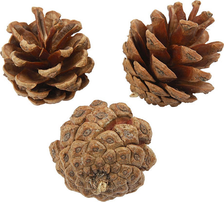 Entreprise créative https: www.ccobby.nl pommes de pin-d-40-mm-ca-60-piece-500-gr-1-doos