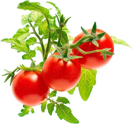 Click and grow click grow recharge tomates 3 pièces