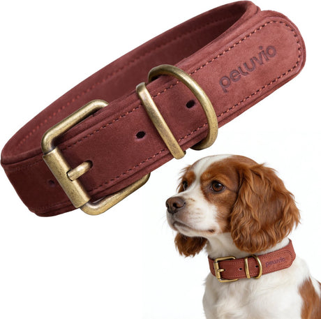 Peluvio rexor – collier pour chien en cuir – marron – s-m 30,5-38 cm – 3 cm de large – collier réglable en cuir de vachette – boucle en cuivre – pour chiens de petite et moyenne taille