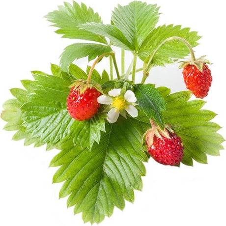 Click and Grow Click Grow Recharge Fraise des Bois Lot de 3