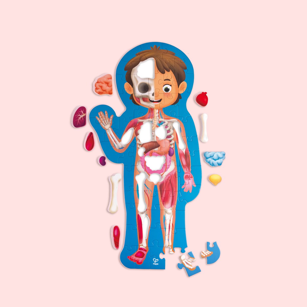 Puzzle corps humain Hape - Puzzle d'anatomie 61 pièces avec organes 3D et poster, à partir de 3 ans