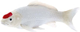 Carpe koi Mojo sealife - tancho koi - 381101
