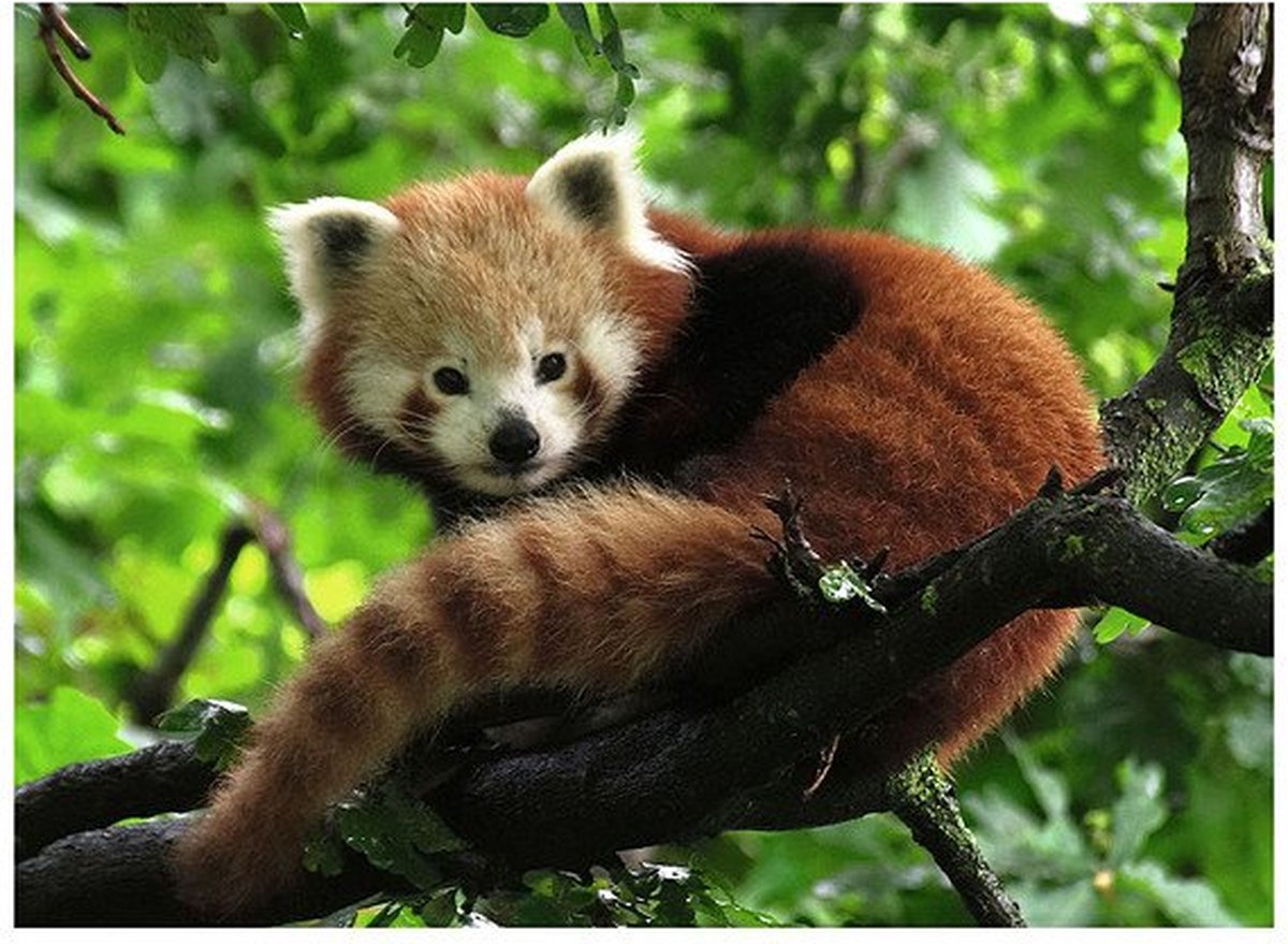 Ravensburger puzzle mignon panda rouge 500 pièces