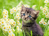 Ravensburger puzzle chaton dans le pré - puzzle - 500 pièces