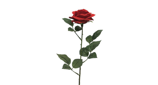 Rosa dijon red 64cm