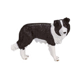 Border Collie des terres agricoles Mojo - 387203