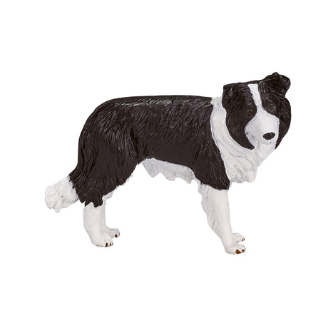 Border Collie des terres agricoles Mojo - 387203