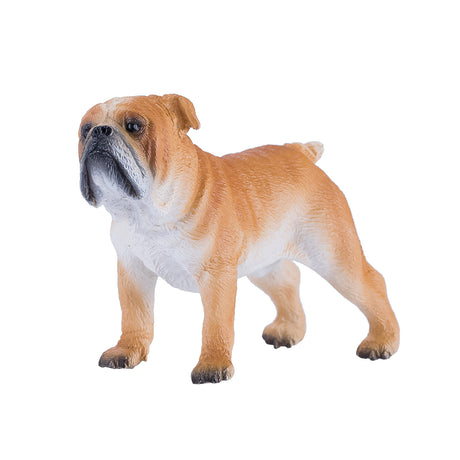 Bouledogue anglais des terres agricoles Mojo - 381053