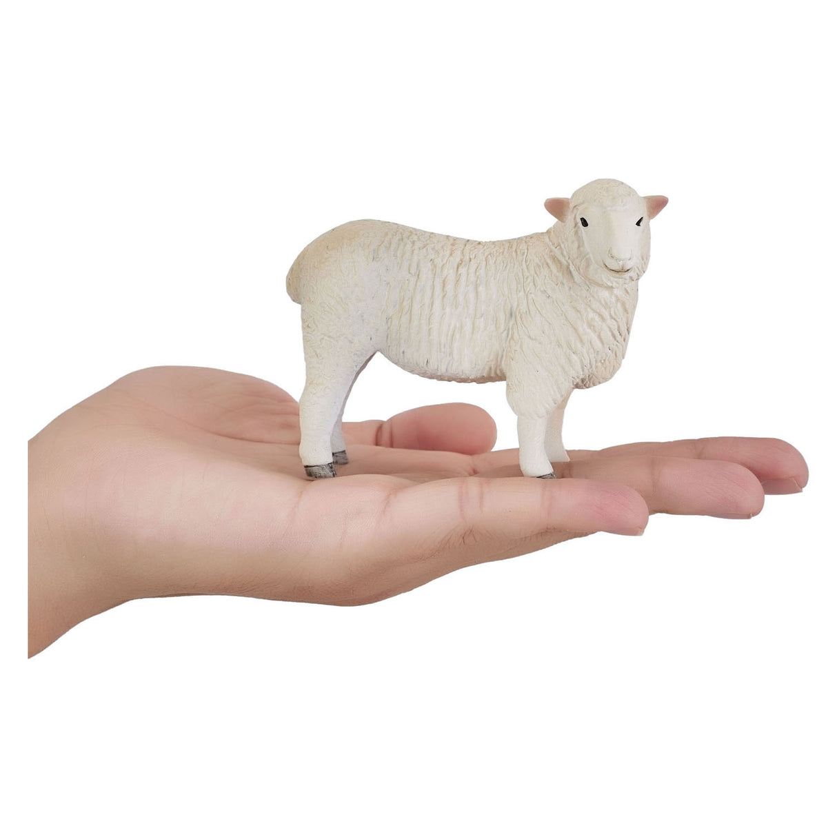 MOJO Farmland Romney Schaap Ooi - 381064