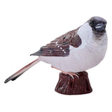 Moineau domestique des terres agricoles Mojo - 381114