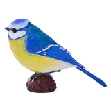 Mésange bleue des terres agricoles Mojo - 381115