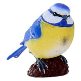 Mésange bleue des terres agricoles Mojo - 381115