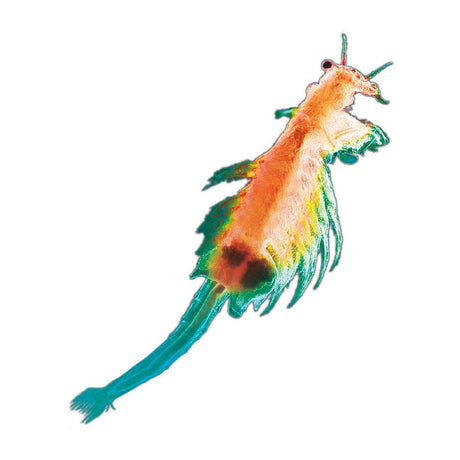 Kosmos pekelkreeftjes kweken