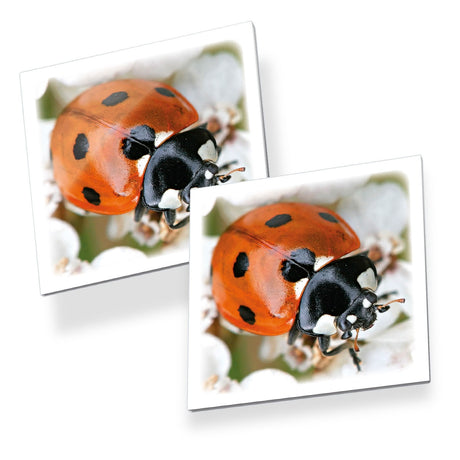 Bugs de mémo tactique
