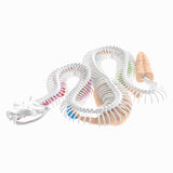 Dissect-it dissèque un méga coffret cadeau serpent à sonnette