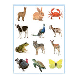 Livre de coloriage et d'autocollants Deltas Sweet Animals