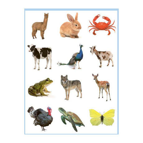 Livre de coloriage et d'autocollants Deltas Sweet Animals