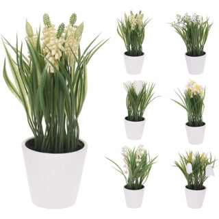 Plante Nampook en pot 6 assortis | 6 pièces