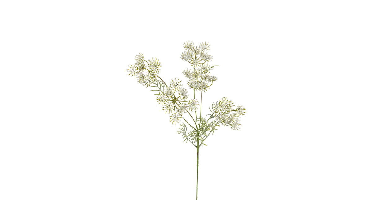 Wildwortel l80cm wit