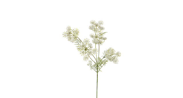 Wildwortel l80cm wit