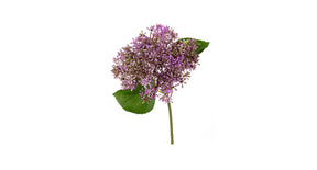 Sedum l30cm lila