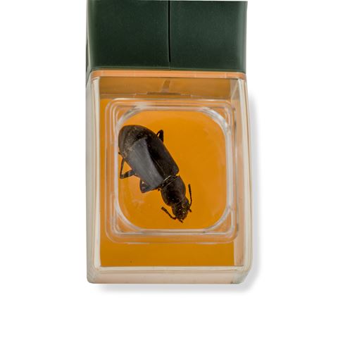 Loupe Carson bugview avec attrape-insectes à une main
