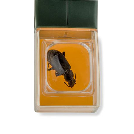 Loupe Carson bugview avec attrape-insectes à une main