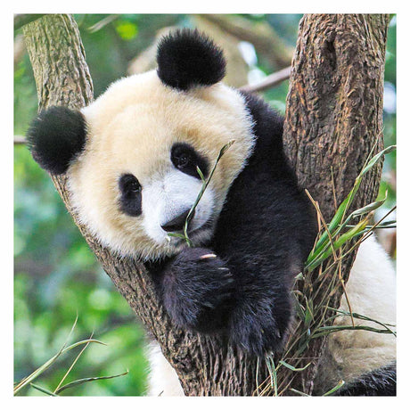 Ravensburger puzzle panda, tigre et lion - puzzle - 3x49 pièces