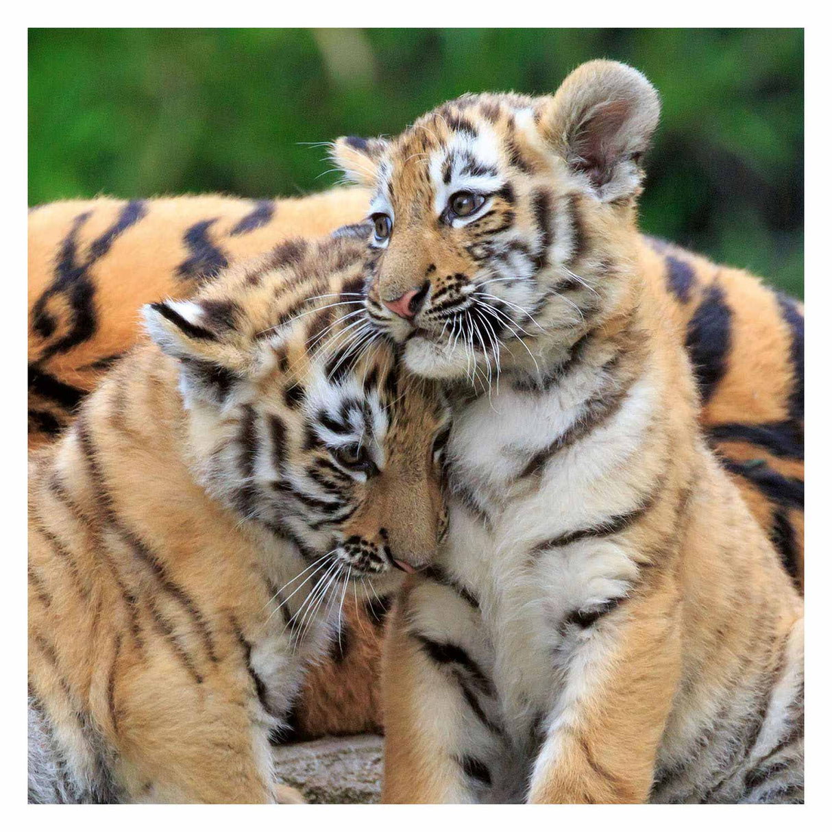 Ravensburger puzzle panda, tigre et lion - puzzle - 3x49 pièces