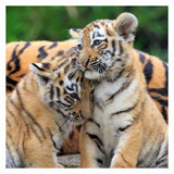 Ravensburger puzzle panda, tigre et lion - puzzle - 3x49 pièces