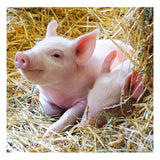 Ravensburger Farm Animals Line Puzzle 2x12 bitar