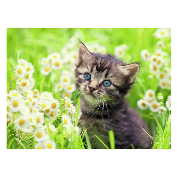 Ravensburger puzzle chaton dans le pré - puzzle - 500 pièces