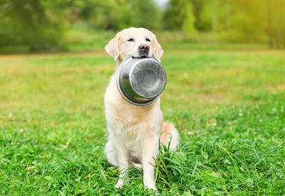 Bol de nourriture en acier inoxydable pour animaux de compagnie Happy
