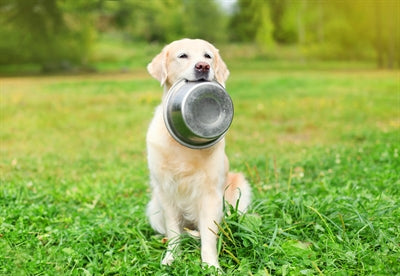 Bol de nourriture en acier inoxydable pour animaux de compagnie Happy